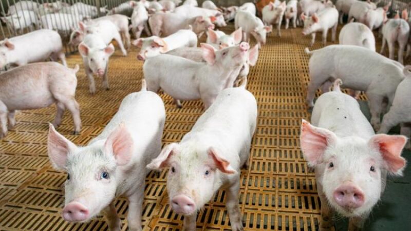Suinocultura exporta US$ 22,5 bilhões de janeiro a maio de 2026 em MS