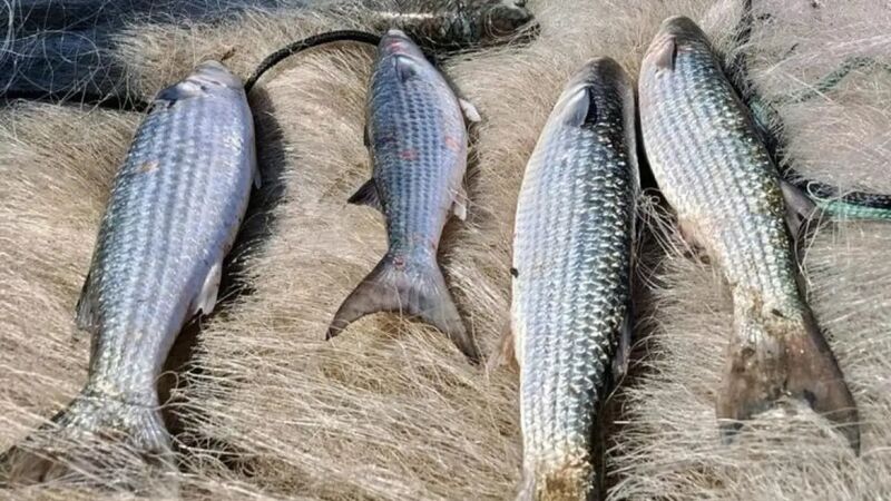 Pesca de tainha na modalidade arrasto de praia está suspensa