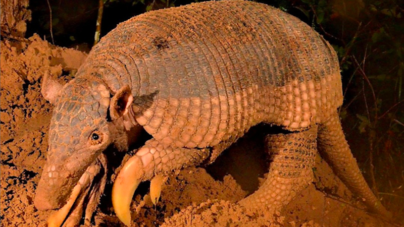 Espécie é considerada vital para o Pantanal