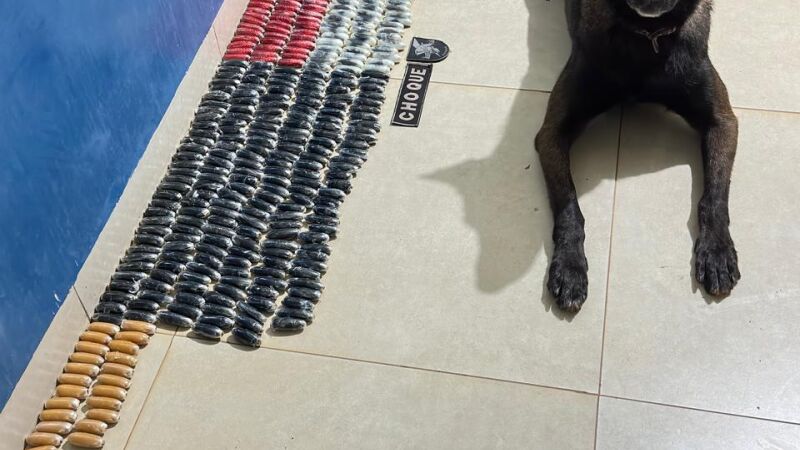 Cão farejador ao lado das cápsulas de cocaína que achou no ônibus