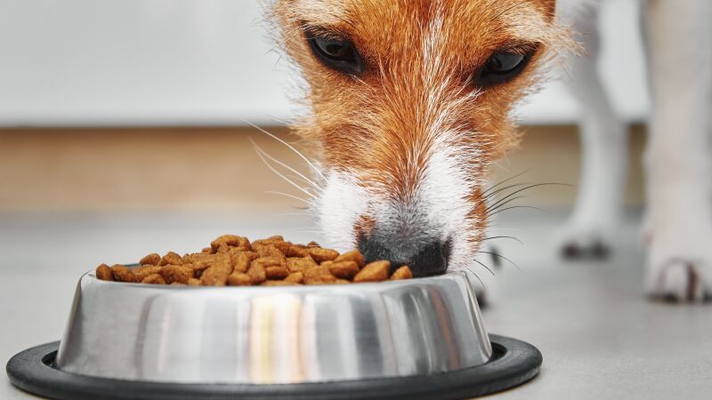 Alguns ingredientes podem piorar sintomas gastrointestinais e dermatológicos em animais sensíveis 