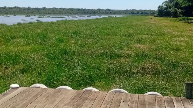 Assim como no ano passado, lago da Usina do Mimoso, em Ribas do Rio Pardo, voltou a ser encoberto por plantas aquáticas