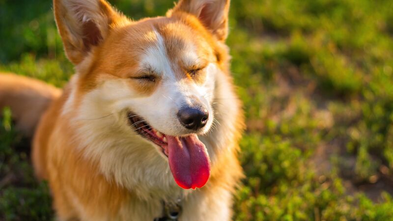 O que evitar na dieta dos pets para prevenir alergias