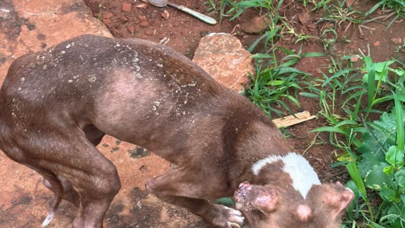 Cãozinho extremamente magro e machucado