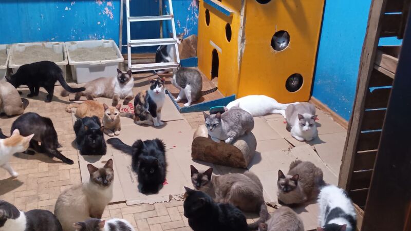 ONG animal atende cerca de 320 gatinhos