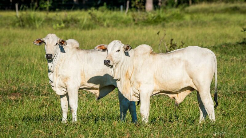 A compra coletiva de insumos e o fortalecimento do cooperativismo têm reduzido custos para pecuaristas de Mato Grosso do Sul e ampliado a competitividade da produção de bovinos de corte.