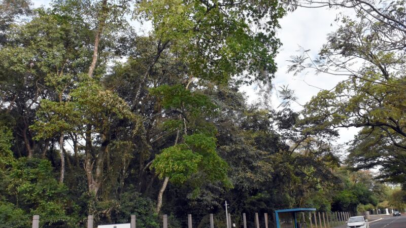 Árvores do Parque dos Poderes deverão ser inspecionadas pelo Instituto de Meio Ambiente de MS