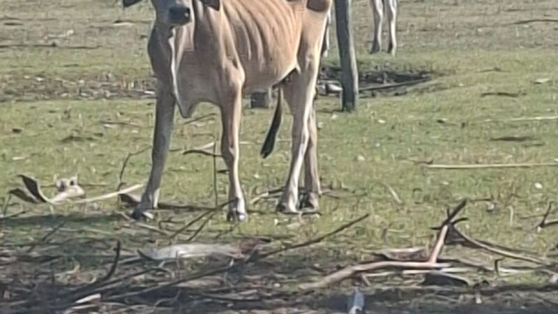 Gado deixado na Fazenda Vai Quem Quer está magro e quase sem alimento, segundo denúncia