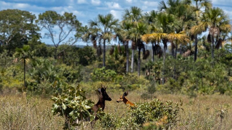 Cervo-do-pantanal com melanismo foi avistado no Pantanal de MS e no Cerrado em Minas