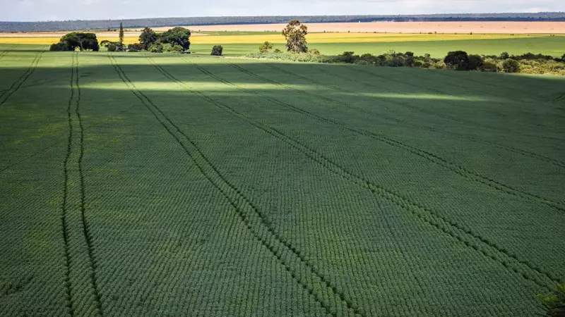 Cerca de 80% dos fertilizantes utilizados pelo agronegócio brasileiro são importados atualmene