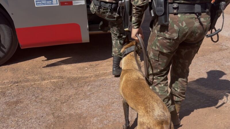 Com quatro anos, cadela é utilizada para vistoriar o interior dos ônibus que saem da região de fronteira com a Bolívia 