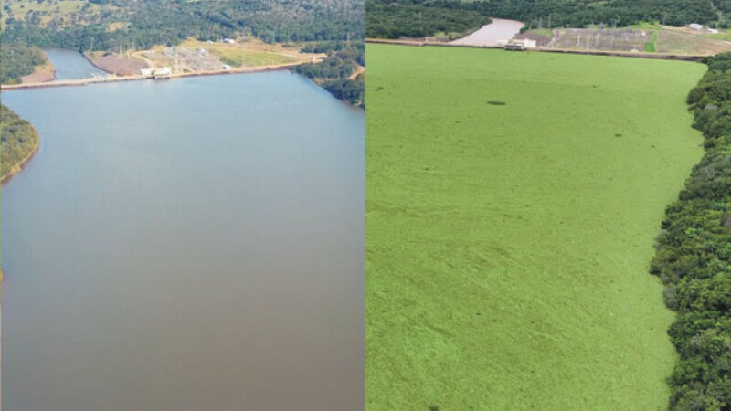 Dependendo da direção dos ventos, o lago da hidrelétrica do Mimoso fica completamente encoberto por plantas aquáticas flutuantes