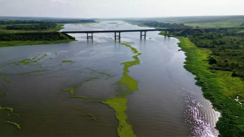 Imagens aéreas divulgadas pelo site Dahorabataguassu mostram grande quantidade de plantas próximo a Bataguassu