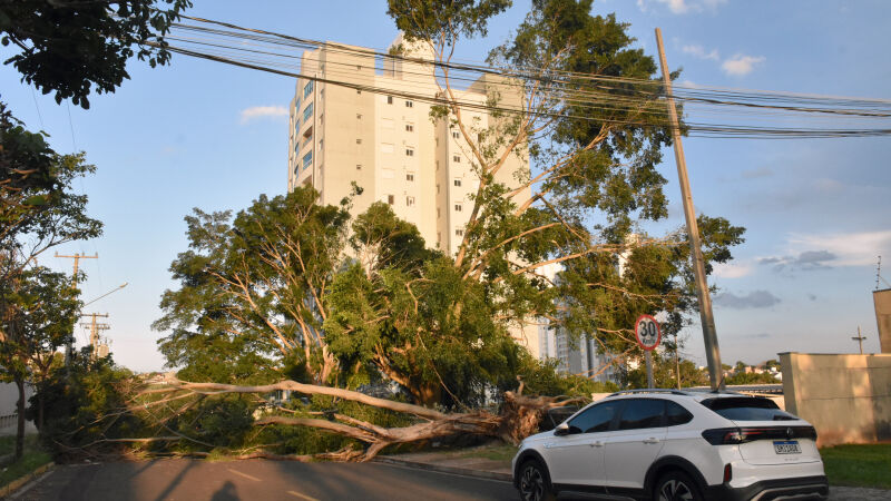 Houve, pelo menos, 420 quedas de árvores em Campo Grande