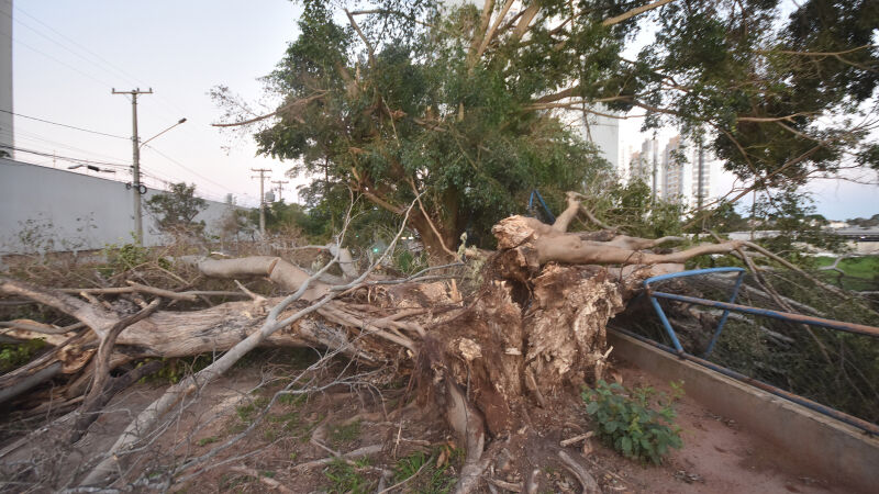 Árvores continuam caídas em ruas de Campo Grande, mesmo uma semana após vendaval