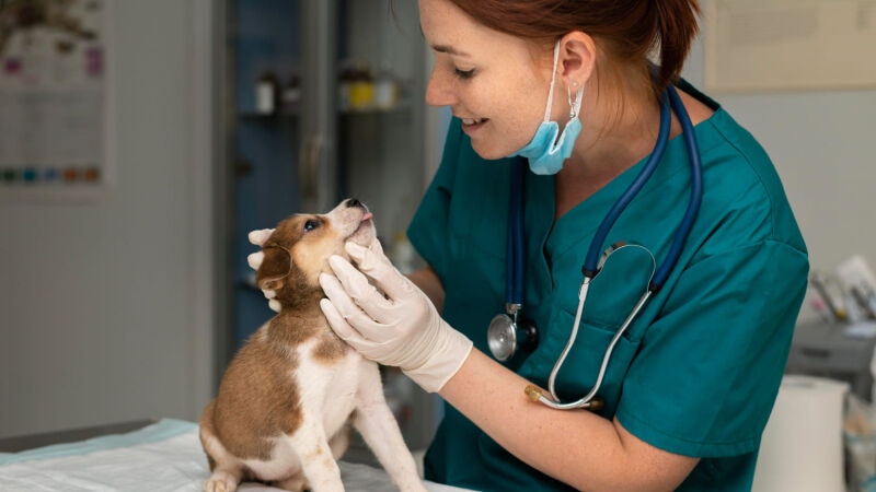 Essa semana celebramos o Dia do Veterinário, e a data acende alerta sobre a saúde mental deles 