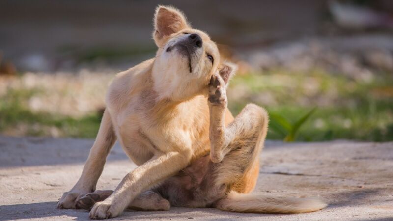 Primavera acende alerta para alergias em cães e gatos; veja quais raças são mais predispostas