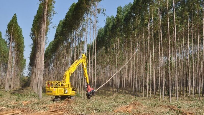 Celulose exportada a partir dos quase 2 milhões de hectares de eucaliptos garantiu faturamento de US$ 316 milhões  em agosto a MS