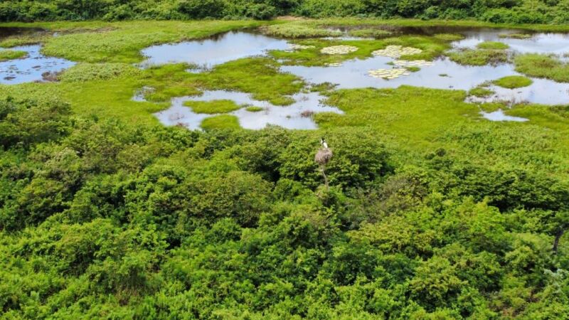 Pantanal de Mato Grosso do Sul tem risco de sofrer novamente com incêndios florestais em razão da atuação do super-El Niño