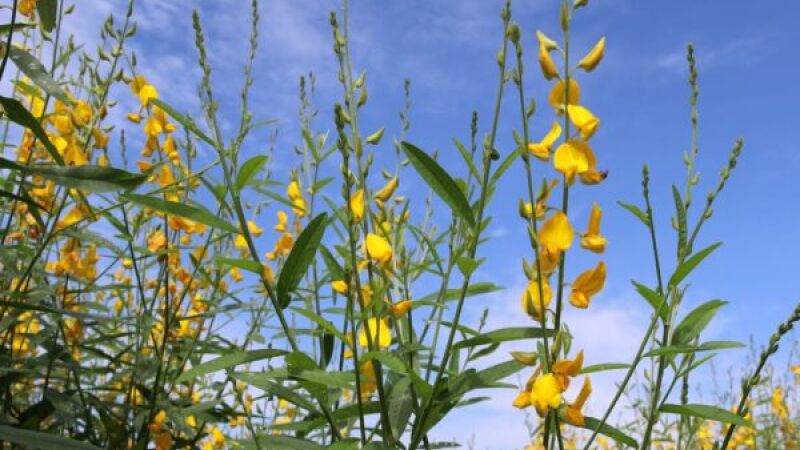 Crotolária, alecrim, manjericão e outras plantas possuem compostos estudados pela ação contra insetos; algumas espécies podem unir beleza, aroma e biodiversidade no jardim