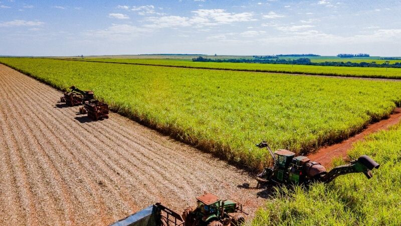 Estudo considerou os 800 mil hectares de cana-de-açúcar de MS