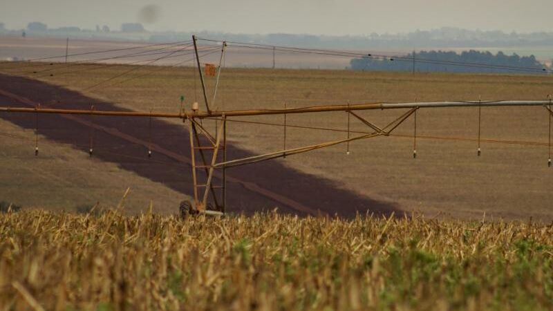 A estimativa de produção recorde de milho ainda é preliminar 