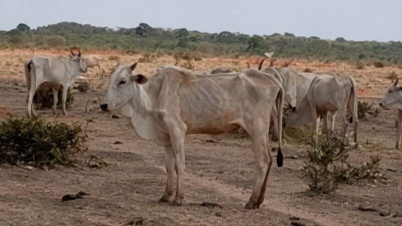Desnutrição culminou até mesmo na ocorrência de morte desses animais que pastavam em área 