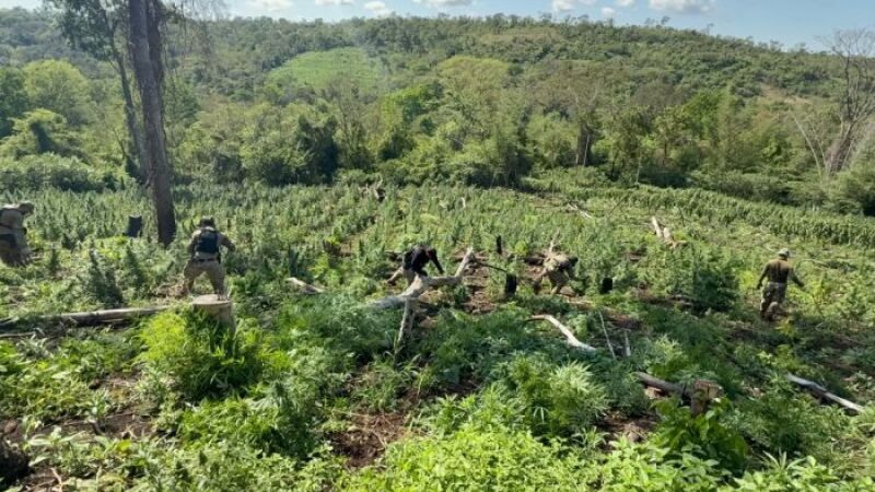 Agentes da SENAD em plantação de maconha - Foto: SENAD/Governo do Paraguai