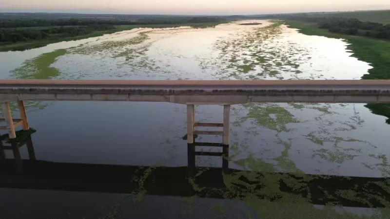 Plantas aquáticas despachadas da usina Mimoso estão se acumulando cerca de 250 quilômetros rio abaixo, próximo a Bataguassu
