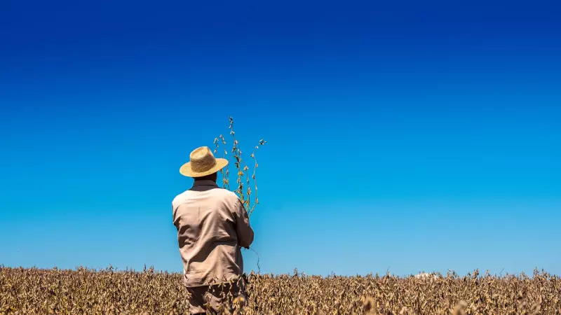 Erro na análise de notas fiscais levou Receita Federal a atribuir receita milionária a produtor de sorgo e resultou em cobrança superior a R$ 2,6 milhões