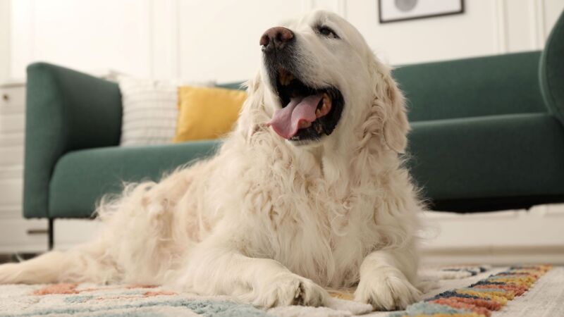 Hábitos da vida moderna afetam a troca de pelos dos pets na primavera?