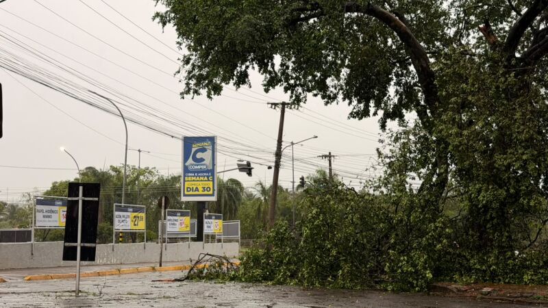 Árvore caída ocupa aproximadamente metade da pista na Avenida Euler de Azevedo, próximo ao cruzamento com a Rua 13 de Maio, na manhã deste sábado (12)