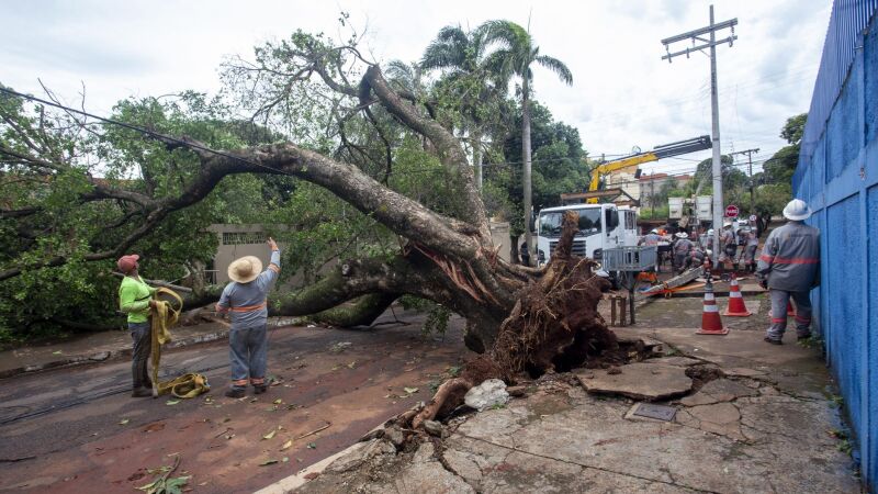 Árvores de grande porte foram derrubadas pelo vendaval que atingiu Campo Grande; Prefeitura decretou situação de emergência por 180 dias.