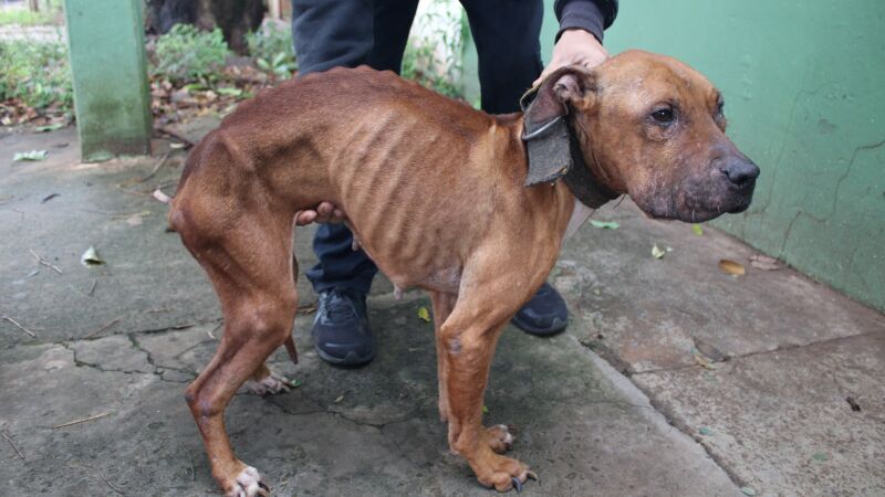 Cadela resgatada no Bairro Tiradentes apresentava magreza acentuada; tutor foi preso em flagrante por suspeita de maus-tratos.