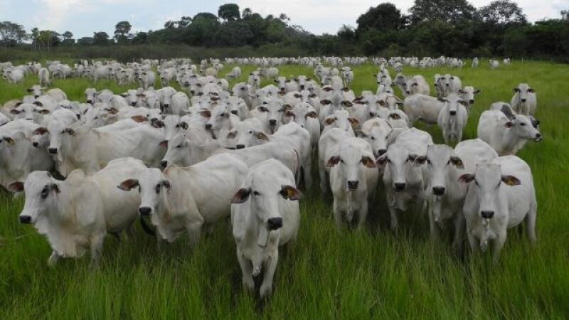 Rebanho bovino em Mato Grosso do Sul; Corumbá concentra cerca de 2,2 milhões de cabeças e ocupa a segunda posição no ranking nacional do IBGE.