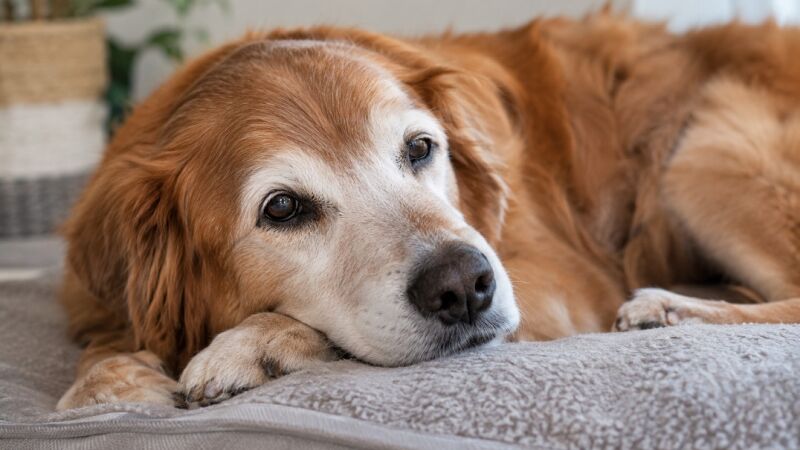 Cães podem ficar mais quietos e reduzir as interações com os humanos durante a fase sênior
