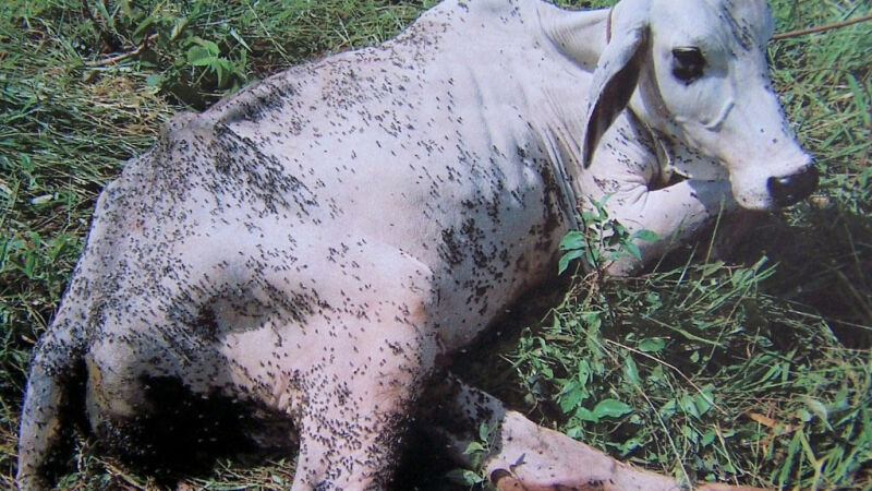 Produtores relataram que a infestação estaria provocando a perda de animais domésticos, além de prejudicar a produção de gado de corte e leite
