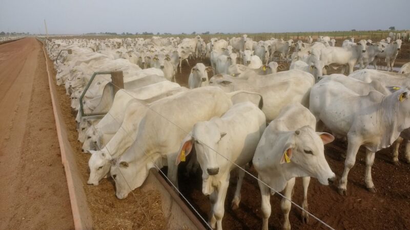 Bezerros recebem alimentação controlada em sistema de manejo que busca aumentar o ganho de peso e reduzir os impactos da seca na pecuária de Mato Grosso do Sul.