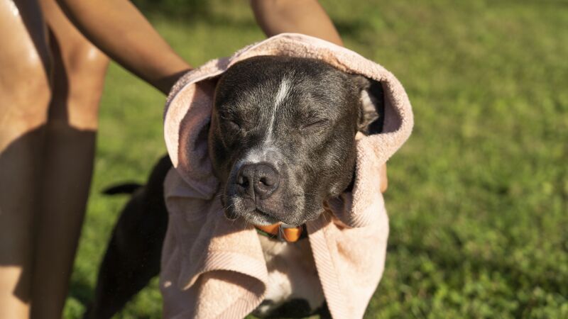 Há sinais quase inconfundíveis para os tutores e os responsáveis estarem de olho quando levarem seus animais domésticos para passear na chuva, pois o passeio é importante, mas a segurança deve vir em primeiro lugar