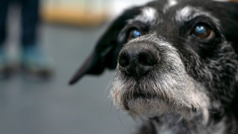 Mudanças na pele e nos pelos estão entre primeiros sinais de envelhecimento nos pets