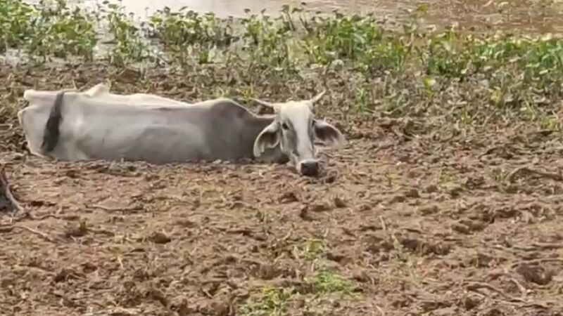 Bovinos foram abandonados, sem água e comida na Fazenda Alvorada, em 2024