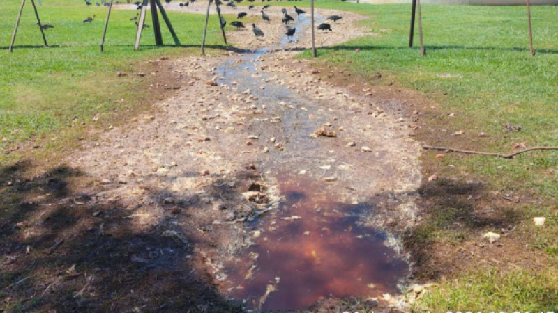 Vísceras e cabeças de aves abatidas no frigorífico da Seara, em Sidrolândia, foram lançadas a céu aberto