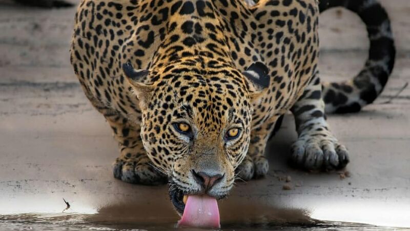 Onça-pintada conhecida como Xingu, fotografada pelo sul-mato-grossense Gustavo Figueirôa no Pantanal, ganhou destaque nas redes sociais do ator Leonardo DiCaprio.
