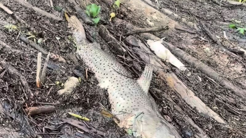 Vídeos publicados no Facebook mostram pintados, dourados e cacharas afetados pela decoada no Rio Miranda, após cheia fora de época