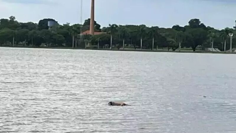 Corpo de homem foi encontrado boiando nas águas da Lagoa Maior, principal cartão-postal de Três Lagoas, na tarde desta sexta-feira (23).
