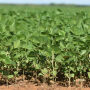 Mesmo com atraso no plantio, setor produtivo estima supersafra de soja