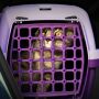 Fim de ano: viajar com animais requer cuidados especiais
