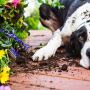 Planta ornamental oferece risco à pets e deve estar fora do alcance dos animais
