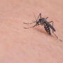 Mato Grosso do Sul registrou 27 mil casos de dengue em 2022