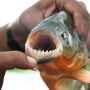 Ataque de piranhas: "A&ccedil;&atilde;o humana, &eacute; a principal causa", diz gestora do Balne&aacute;rio de Tr&ecirc;s Lagoas